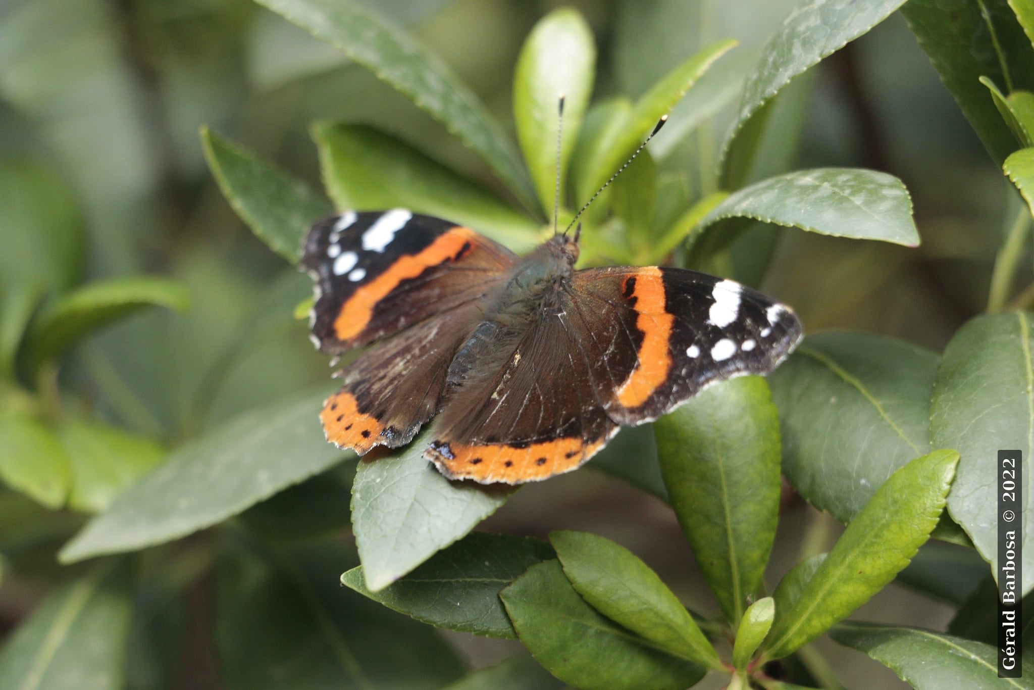 Borboleta, Lisbonne (2022) - Gérald Barbosa