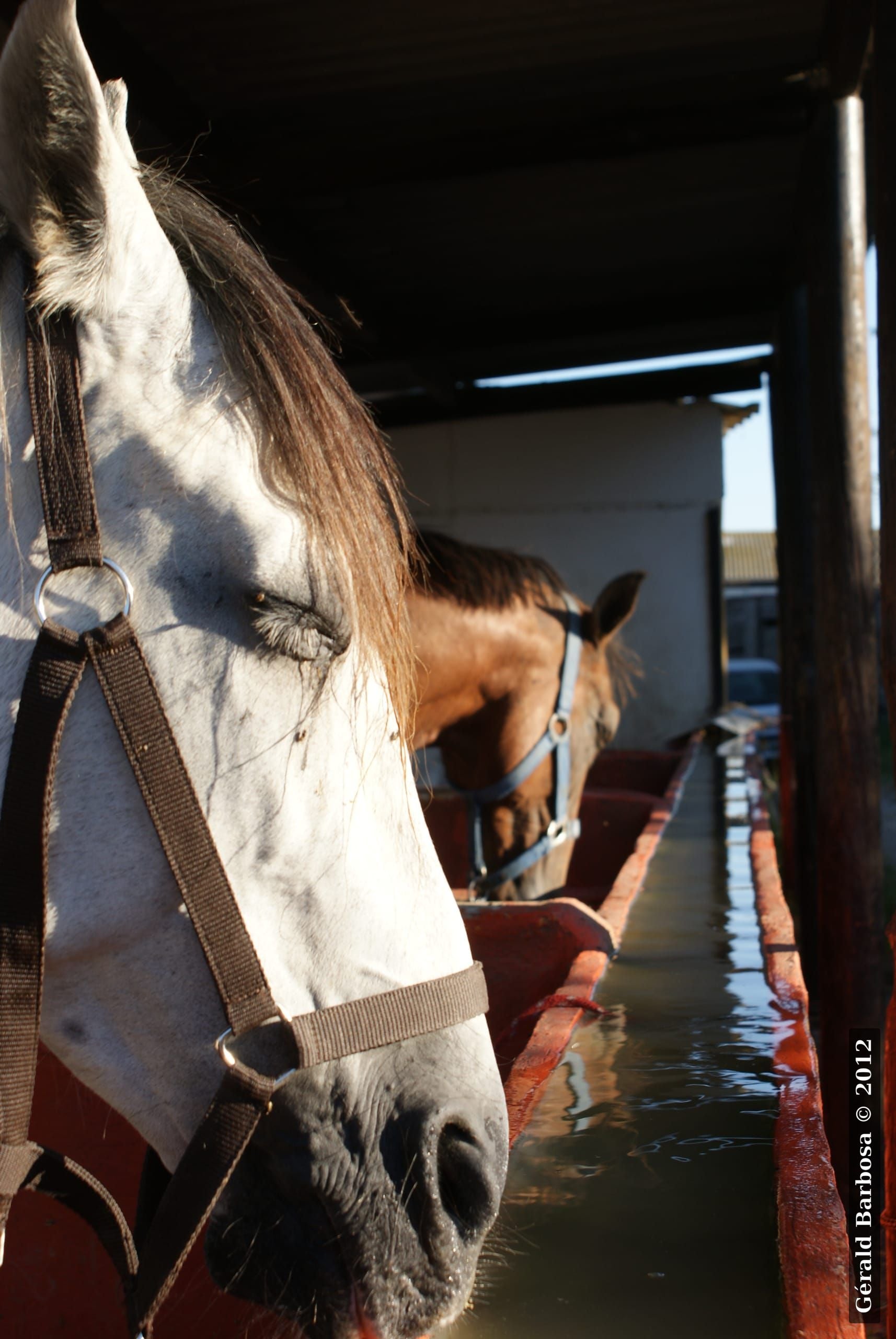 A l-abreuvoir, Grau-du-Roi (2012) - Gérald Barbosa